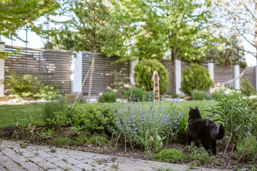 A planted border in front of a new slatted fence
