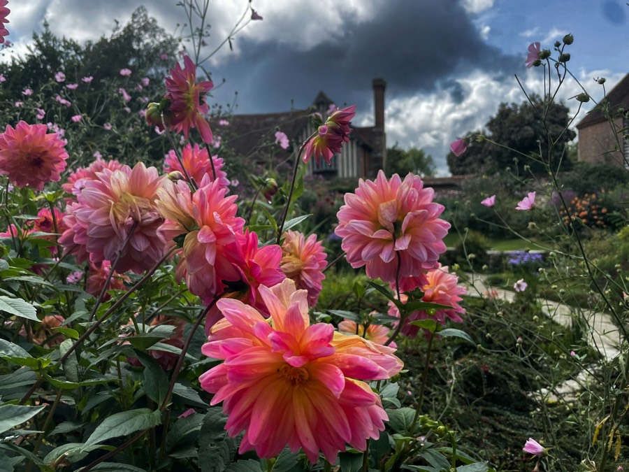 Pink dahlias in a border